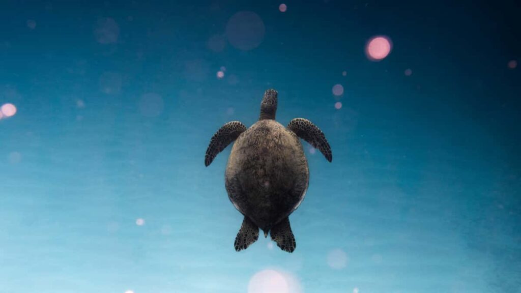 Panduan praktikal untuk pengiklan Malaysia: cara mencari, menilai dan bekerjasama dengan pencipta Chingari di Oman untuk dorong productled growth menggunakan kandungan creator.