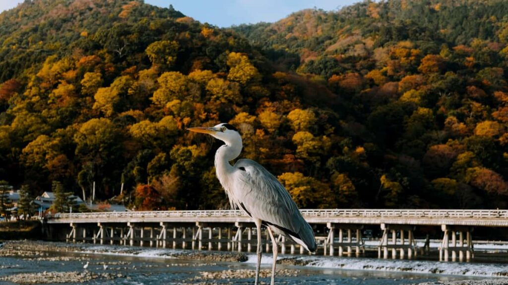 Panduan praktikal untuk pengiklan Malaysia cari kreator Bolivia di Bilibili, strategi kolaborasi untuk flash sale, dan checklist operasinya taktikal, lokal, dan siap guna.